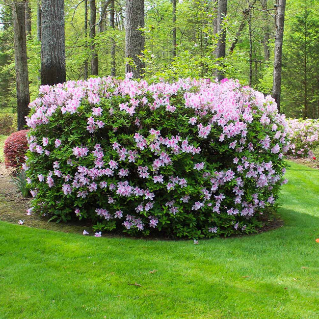 Autumn Belle™ Encore® Azalea Shrubs For Sale