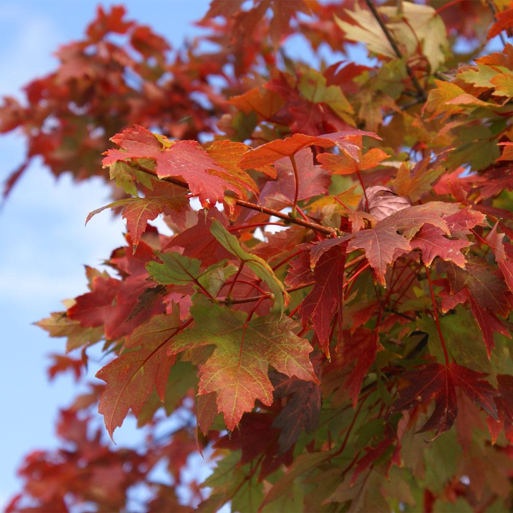 Autumn Flame Maple Trees for Sale