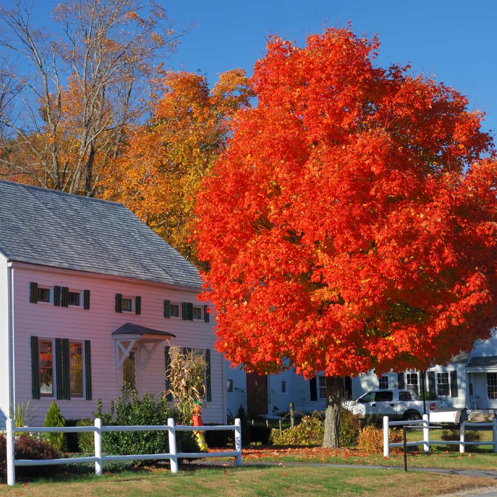 red maple tree