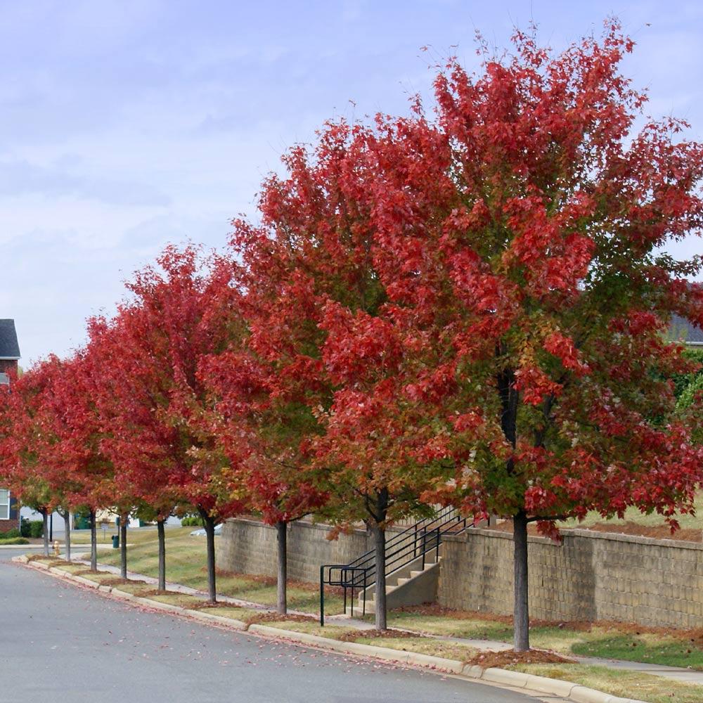 autumn blaze maple leaves turning red early