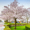 Autumn Cherry Tree