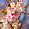 Autumn Cherry Tree