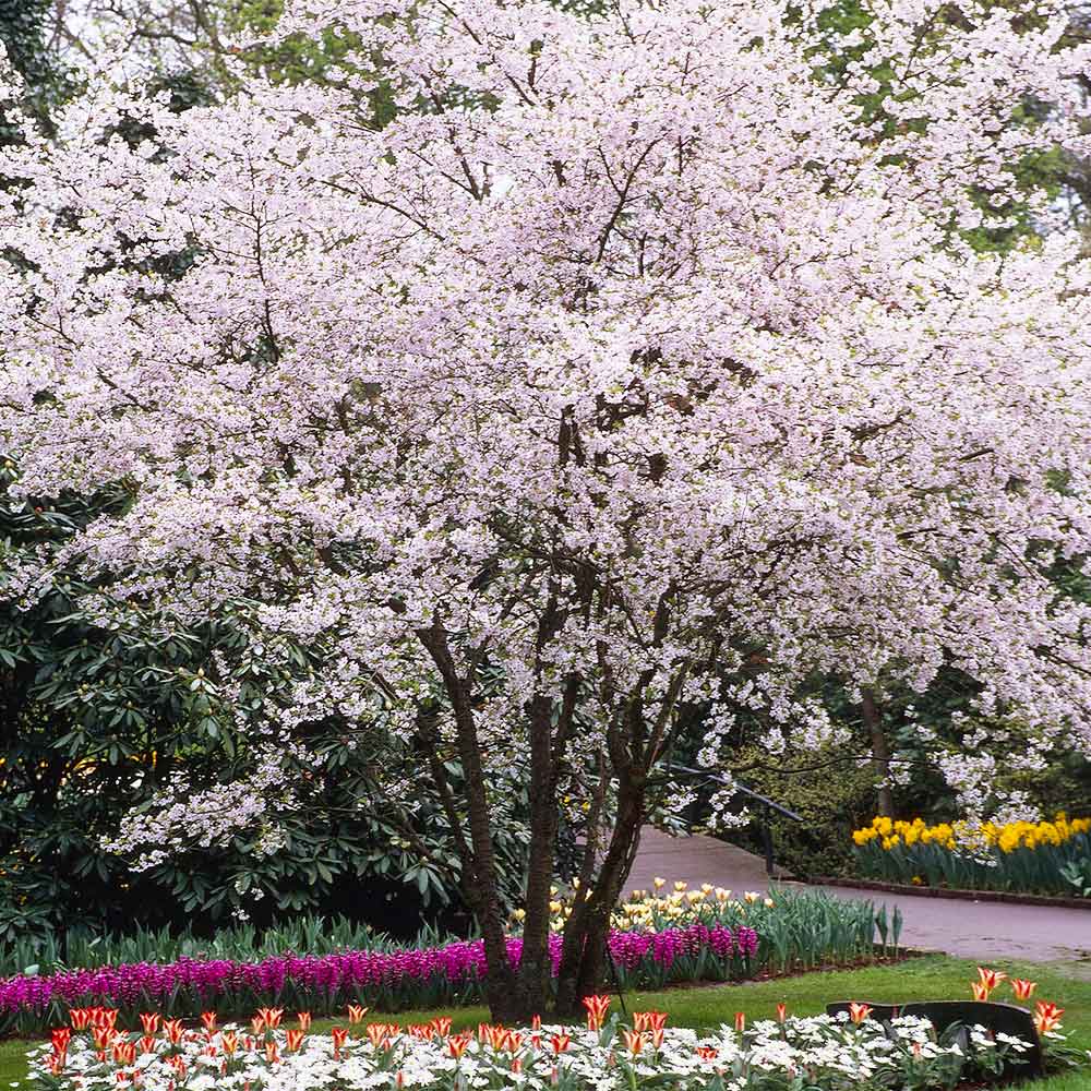 flowering cherry tree varieties