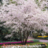 Autumn Cherry Tree