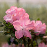 Autumn Debutante® Encore® Azalea