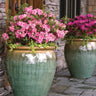 Autumn Debutante® Encore® Azalea