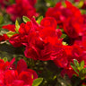 Autumn Bonfire® Encore® Azalea Shrub