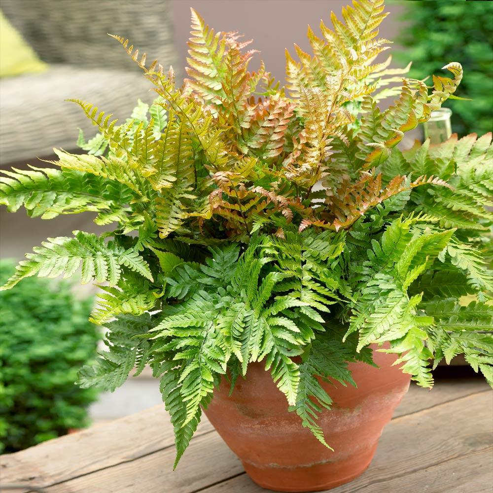 brilliance fern plant