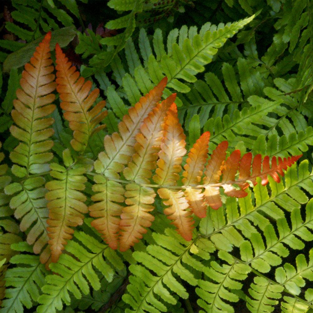 brilliance autumn fern