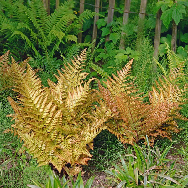 autumn fern houseplant