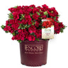 Autumn Fire® Encore® Azalea Shrub