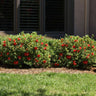 Autumn Fire® Encore® Azalea Shrub