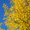 Autumn Gold Ginkgo Tree