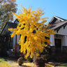 Autumn Gold Ginkgo Tree