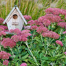 Autumn Joy Sedum