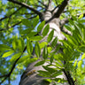 Autumn Purple Ash Tree