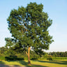 Autumn Purple Ash Tree