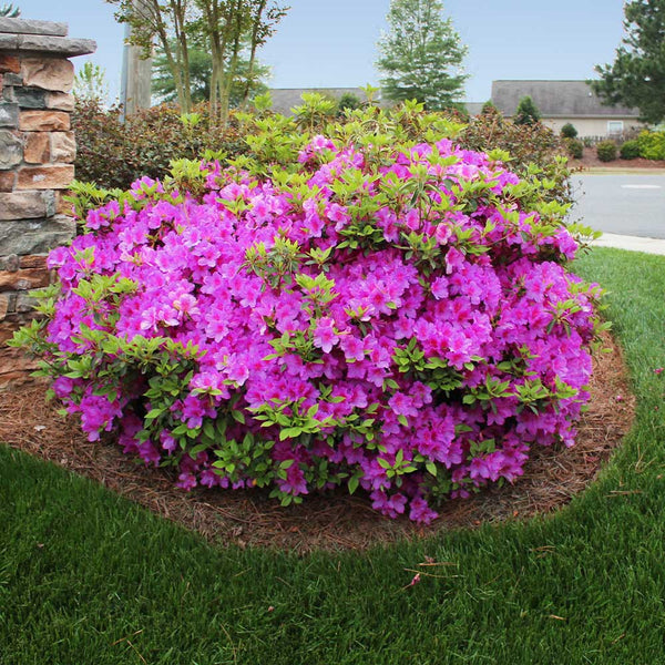 Autumn Royalty® Encore® Azaleas for Sale – 