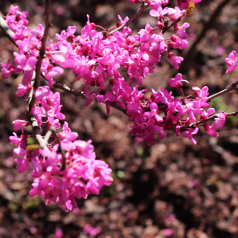 Pink Pom Poms' Redbud Trees for Sale