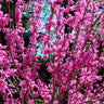 Avondale Redbud Tree