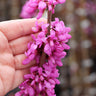 Avondale Redbud Tree