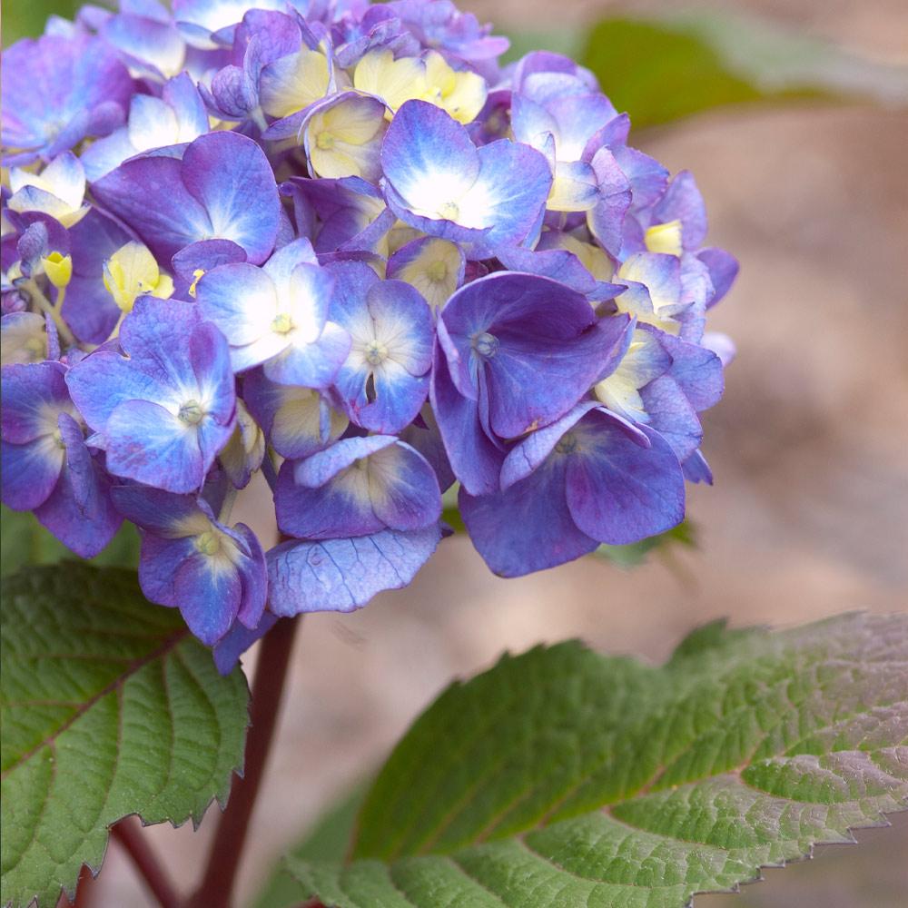 Endless Summer® BloomStruck® Reblooming Hydrangea Shrub