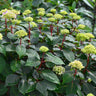 Endless Summer® BloomStruck® Reblooming Hydrangea Shrub