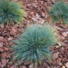 Blue Fescue Grass