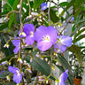 Weeping Blue Ginger Plant