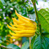 Buddha's Hand Citron Tree