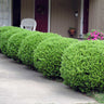 Baby Gem™ Boxwood Shrub