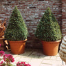 Baby Gem™ Boxwood Shrub