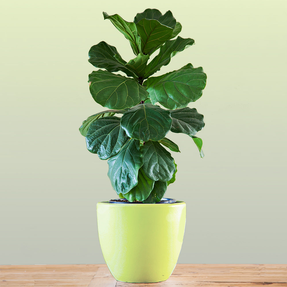 Buy Bambino Fiddle Leaf Fig Trees Online