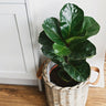 Bambino Fiddle Leaf Fig