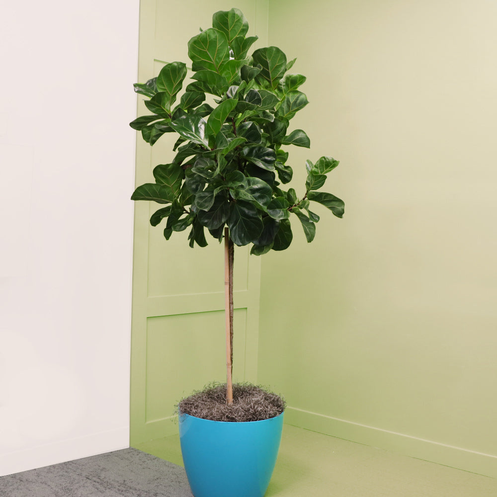 Buy Bambino Fiddle Leaf Fig Trees Online