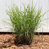 Miscanthus Bandwidth (Chinese Silver Grass)