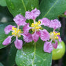 Barbados 'Acerola' Cherry Tree