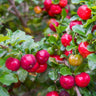 Barbados 'Acerola' Cherry Tree