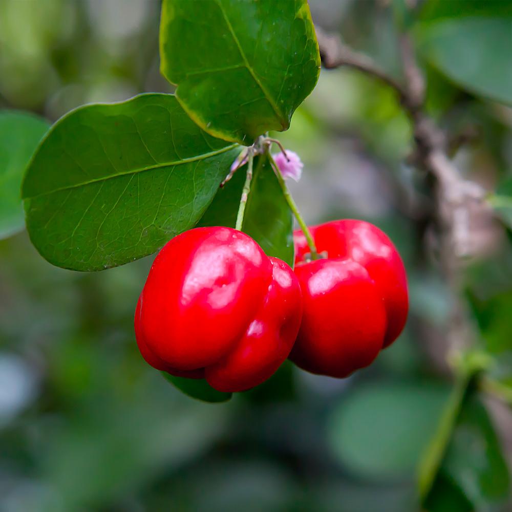 Barbados 'Acerola' Cherry Tree