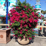 Barbara Karst Bougainvillea Arizona