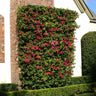 Barbara Karst Bougainvillea Arizona