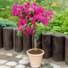 Barbara Karst Bougainvillea Arizona