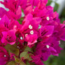 Barbara Karst Bougainvillea