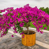 Barbara Karst Bougainvillea