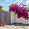 Barbara Karst Bougainvillea