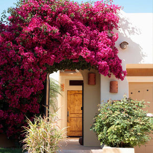 Barbara Karst Bougainvilleas for Sale – FastGrowingTrees.com