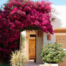 Barbara Karst Bougainvillea