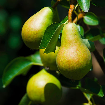 dwarf bartlett pear self pollinating