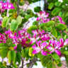 Hong Kong Orchid Tree