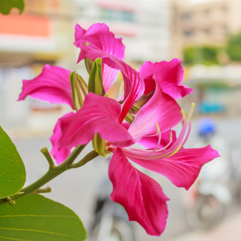 Hong Kong Orchid Tree